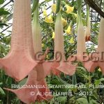 Brugmansia 'Equadore'