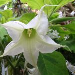 Brugmansia 'Guinevere'