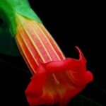 Brugmansia 'Inca Queen'