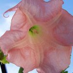 brugmansia 'Kelly Ann'