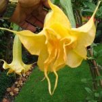 Kieran's Yellow