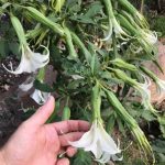 Kraken Blumen