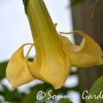 Lemon Flame