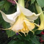 Lemon Meringue