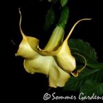 Lemon Swirl