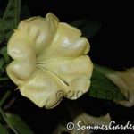 Lemon Twist