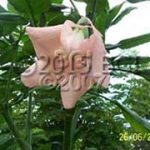 Brugmansia 'Leona'