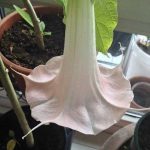 Lilly Mops