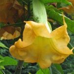 Limon Giant