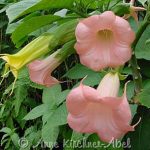 Brugmansia 'Little Corella'