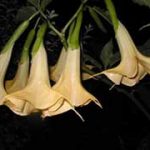 Brugmansia 'Lollipop'