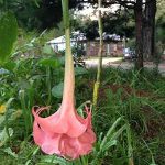 Brugmansia 'Long Tall Sally'
