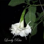 Lovely Rita