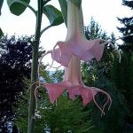 Brugmansia 'Luciana'