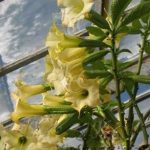 Brugmansia 'Lucifer'