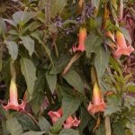 Brugmansia 'Meroo Melon'