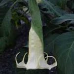 Brugmansia 'Meroo Orange Blossom'Brugmansia 'Meroo Orange Blossom'