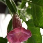 Pink Fire