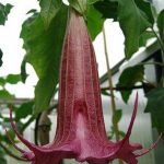 Brugmansia 'Purple Princess'