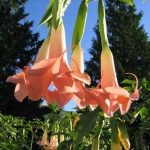Brugmansia 'Rose Beauty'