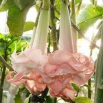 Brugmansia 'Rosellina'