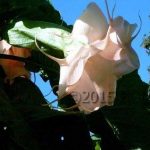 Brugmansia 'Rosemarie'