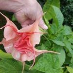 Brugmansia 'Rosemary Lee'