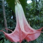 Brugmansia 'Rosenquarz'