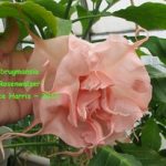 Rosenwalzer_4