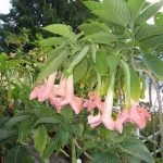 Brugmansia 'Rosine'