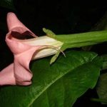 Brugmansia 'Rothkirch'