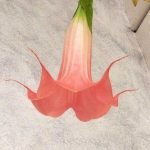 Brugmansia 'Rouge Criminel'
