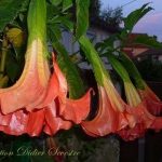 Brugmansia 'Rouge de Didier'