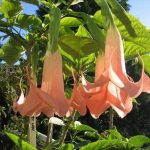 Brugmansia 'Ruby Lady'