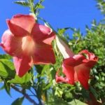 Brugmansia 'Ruby Rose'