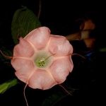 Brugmansia 'Ruffles and Flourishes'