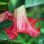 Brugmansia 'SB Chaperon Rouge'
