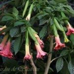 Brugmansia 'SB Mitoune'