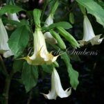 Brugmansia 'SB Mon Ami Claude'