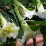 Brugmansia 'SB Yannick'