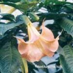 Brugmansia 'Saalegold'