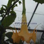 Brugmansia 'Sacajawea'