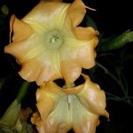 Brugmansia 'Sacred Sunset'