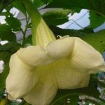 Brugmansia 'Safari'