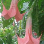 Brugmansia 'Sahara'