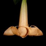 Brugmansia ' Salamanca'