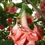 Brugmansia 'Salmon Perfektion'