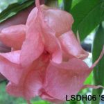 Brugmansia 'Sam'