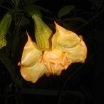 Brugmansia 'Samadhi'
