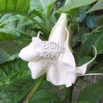 Brugmansia 'Sandy'